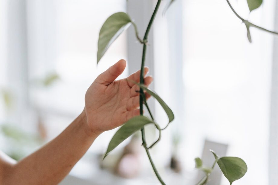 een persoon die een plant voor een raam houdt.